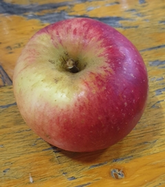 GP Musch