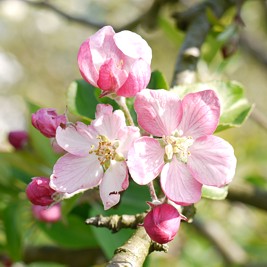 11 04 17 bluetenrundgang1