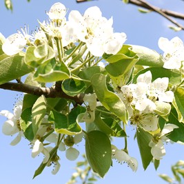 11 04 17 bluetenrundgang2