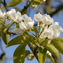 11 04 17 bluetenrundgang3