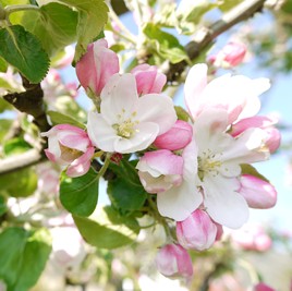 11 04 17 bluetenrundgang4