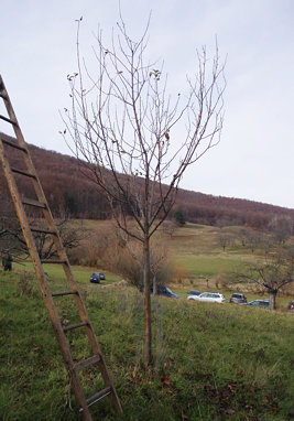 11 11 26 10schnittkurs apfel vorher