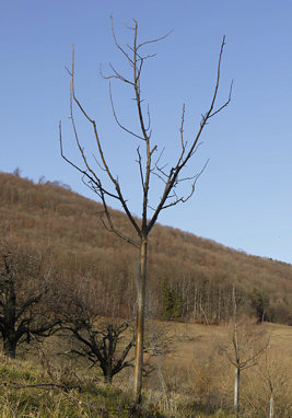 11 11 26 11schnittkurs apfel nach