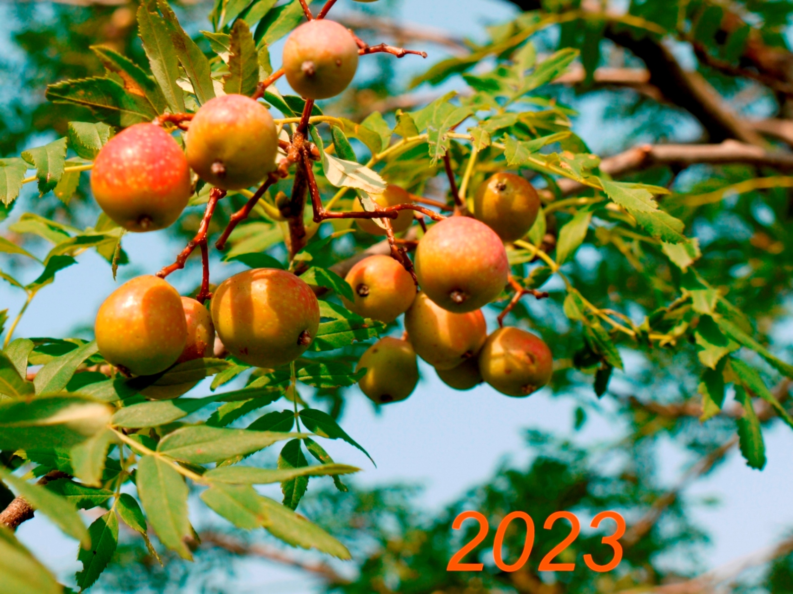 2023 Speierling