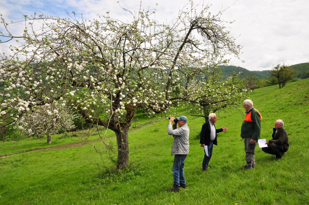 DSC 0171 Bissingen Bleichhausle Baum 7