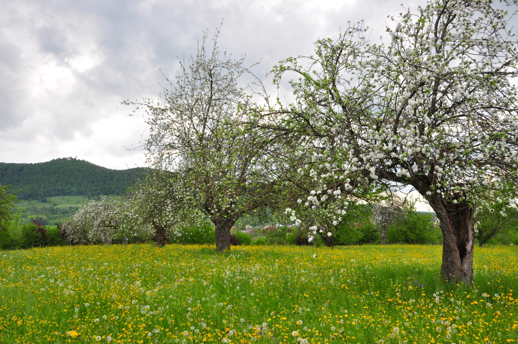 DSC 0275 Bissingen Ochsenwanger Steige Alte Luikenreihe