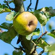 Ernterundgang Coulons Renette