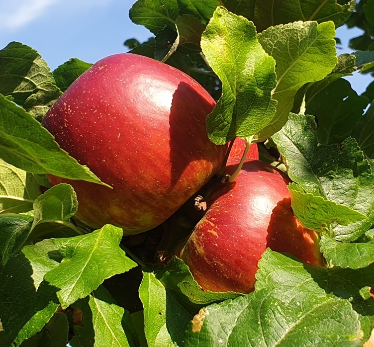 Ernterundgang Kardinal Bea