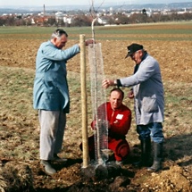 hochstamm anbinden