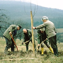 hochstamm pfahl