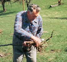 hochstamm wurzelschnitt