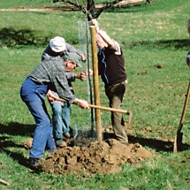 hochstamm zuschaufeln