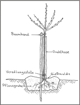 hochstammanleitung pflanzung