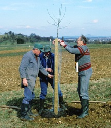 pflanzung